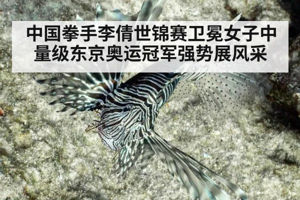 中国拳手李倩世锦赛卫冕女子中量级东京奥运冠军强势展风采